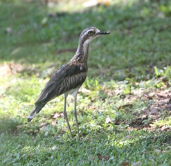 Thick knee